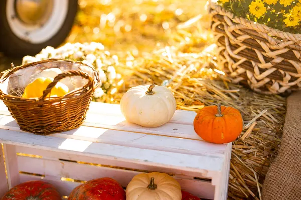 Sonbahar hasat sepeti Sonbahar parkında çiçekler ve balkabaklarıyla