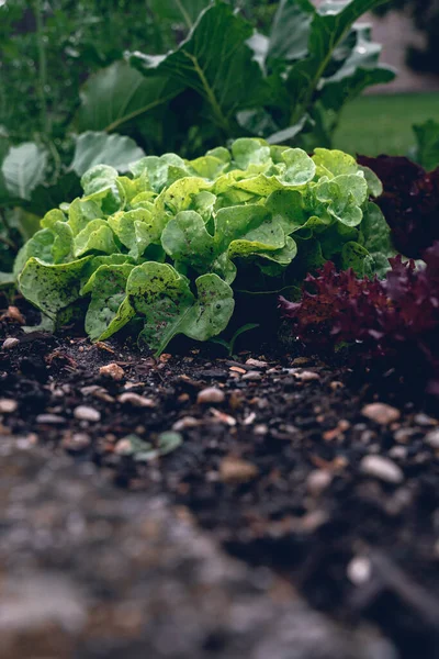 Growing Salad Your Own —  Fotos de Stock