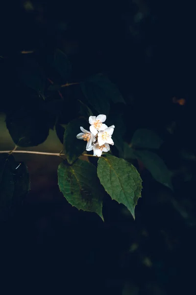 Dark Image Jasmine Tree — Photo