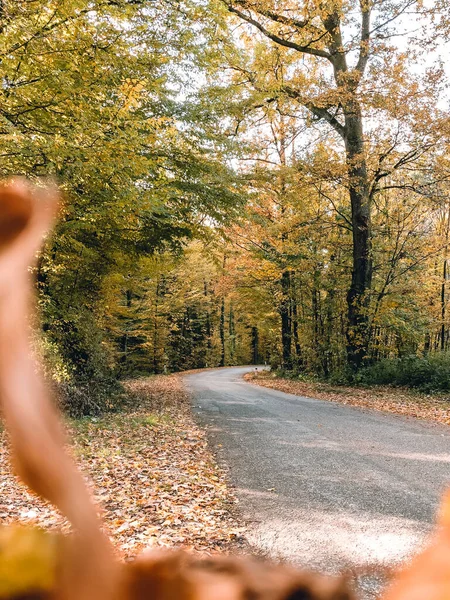 Empty Road Autumn Trees — Fotografia de Stock