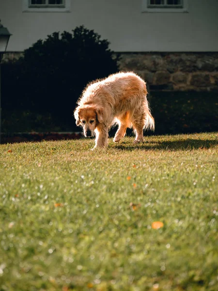 Dog looks down at the grass