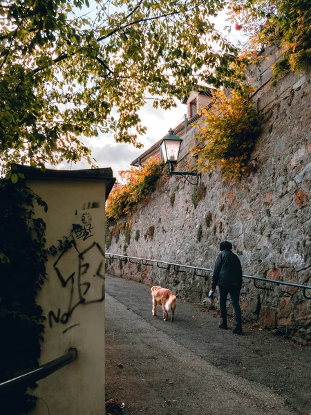 Caminhando Cão Cidade — Fotografia de Stock