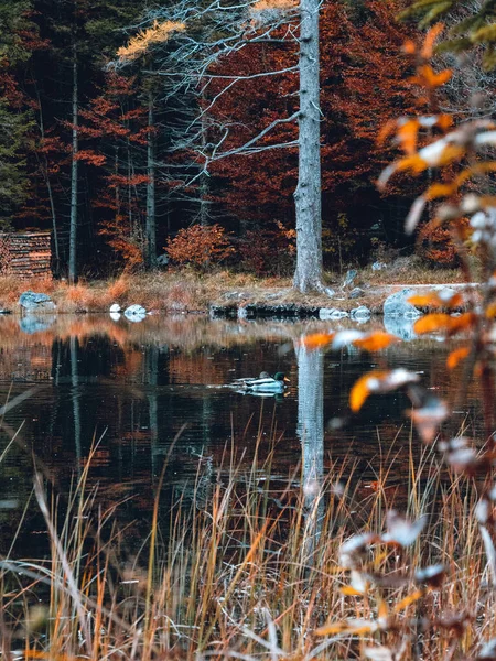 Autumn Lake Scene Ducks — Fotografia de Stock
