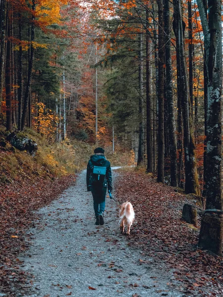 From behin in a autumn forest