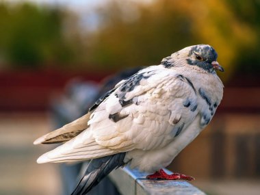 Güvercin parmaklıkların üzerinde oturuyor ve kameraya bakıyor. Yakın plan.