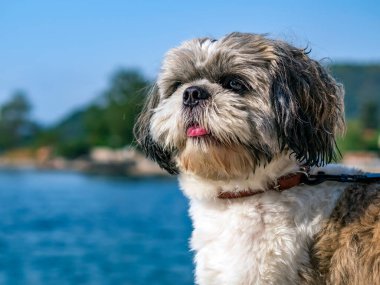 Genç Shih Tzu 'nun portresi. Köpek kameraya bakıyor. Yakın plan..