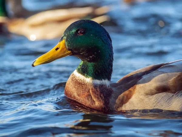 Mallard male on the water. Portrait of the drake. Close-up.