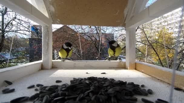 Kohlmeisen Fressen Sonnenblumenkerne Einem Vogelfuttertrog Zeitlupe Nahaufnahme — Stockvideo