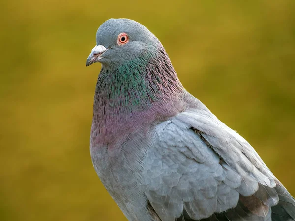 Güvercin kameraya bakıyor. Kuş portresi. Yakın plan. Bulanık arkaplan