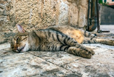 Gri tekir kedi meydanda yatıyor. Yakın plan..