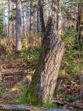Bir sonbahar Sibirya Ormanı.