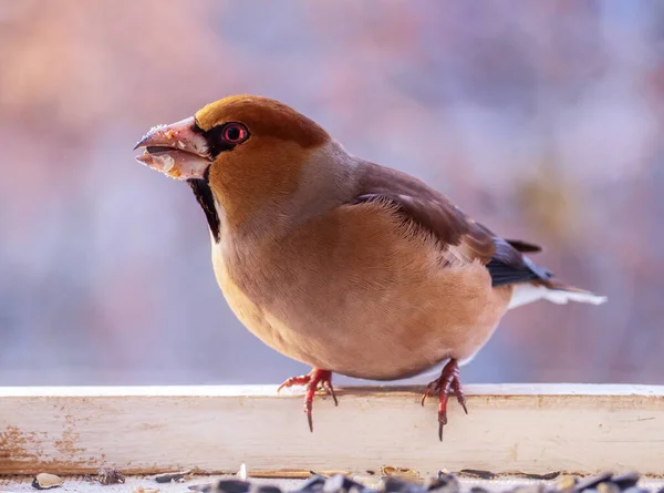 Hawfinken Sitter Fågelmataren Och Har Från Vintern Till Häckningsplatsen — Stockfoto