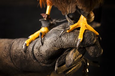 pençeleri Aquila