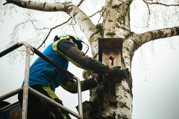 Rosja Puszkino Listopada 2021 Arborysta Sprawdza Domek Dla Ptaków Pod — Zdjęcie stockowe