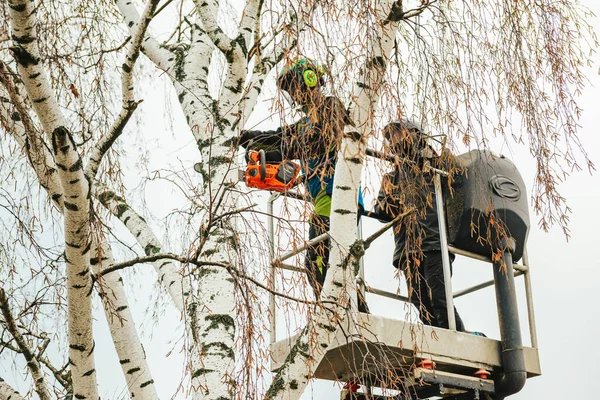 Rosja Puszkino Listopada 2021 Arborysta Automatycznej Kołysce Wysokości Suszy Drzewo — Zdjęcie stockowe