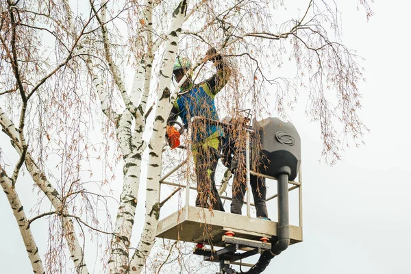 Rosja Puszkino Listopada 2021 Arborysta Automatycznej Kołysce Wysokości Suszy Drzewo — Zdjęcie stockowe