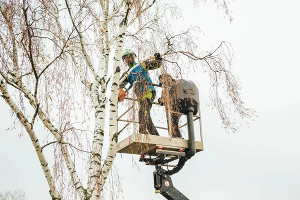 Rosja Puszkino Listopada 2021 Arborysta Automatycznej Kołysce Wysokości Suszy Drzewo — Zdjęcie stockowe