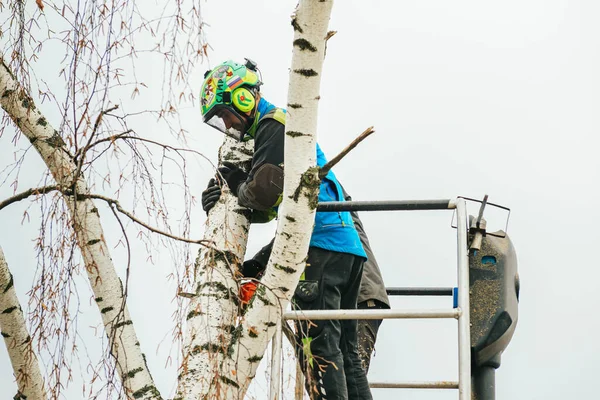 Rosja Puszkino Listopada 2021 Arborysta Automatycznej Kołysce Wysokości Suszy Drzewo — Zdjęcie stockowe