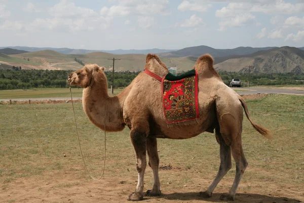Il cammello mongolo a due gobbe — Foto Stock