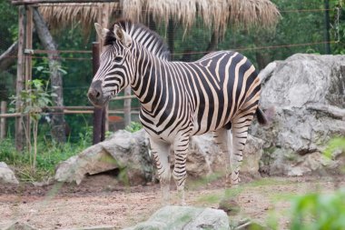 Zebra hayvanat bahçesinde