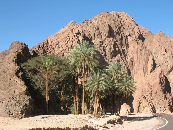 Palm trees on a background of mountains in Egypt — Stock Photo, Image