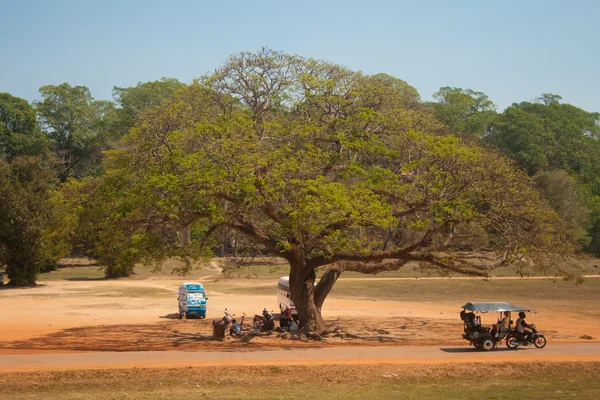 Een grote verspreiding van boom- en rusttijden onder — Stockfoto