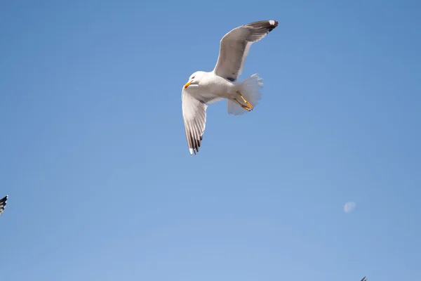 Seagull soaring over the vast Lake Baikal — Stock Photo, Image