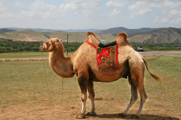 Cammello in piedi nel deserto — Foto Stock