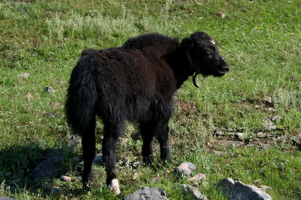 Veau de yak noir sur pâturage — Photo