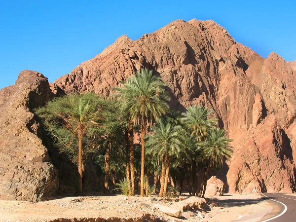 Oasis dans le désert en Egypte — Photo