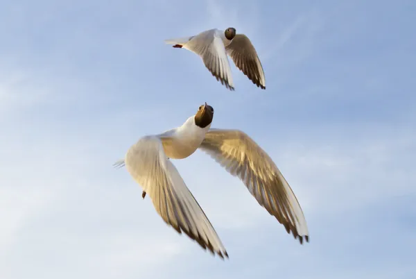 Seagull against a blue sky — Stock Photo, Image