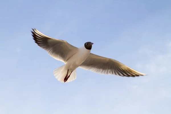 Чайка против голубого неба — стоковое фото