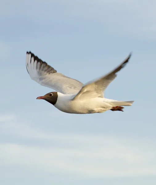 Seagull against a blue sky — Stock Photo, Image