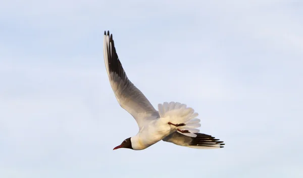 Seagull against a blue sky — Stock Photo, Image