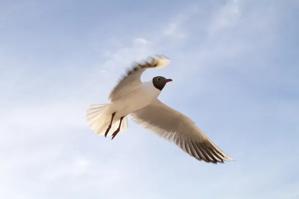 Seagull against a blue sky — Stock Photo, Image