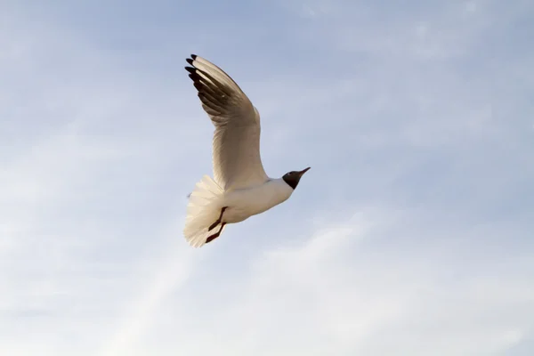 Seagull against a blue sky — Stock Photo, Image