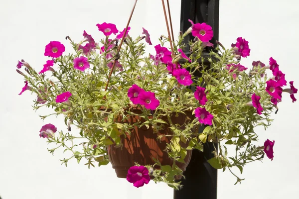 Flores en cestas de flores colgantes — Foto de Stock