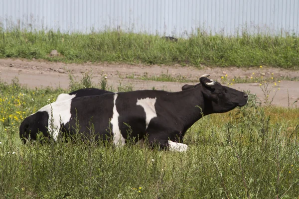 Cow with white and black spots — Stock Photo, Image