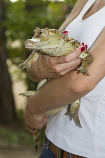 Маленький крокодил с завернутой лентой в женские руки мордой
