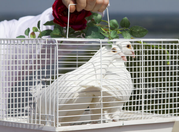 A pair of white doves in a cage, decorated with a red rose