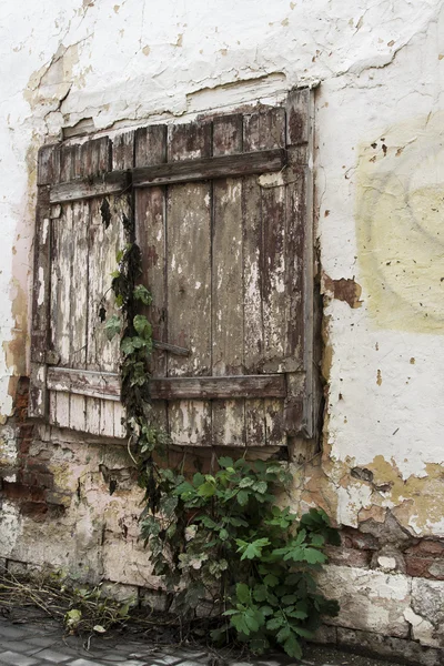 Alte Fensterläden mit Efeu — Stockfoto