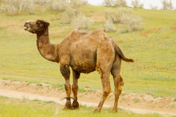 Sheared camel in the desert Kyzyl Kum related forelegs — Stock Photo, Image