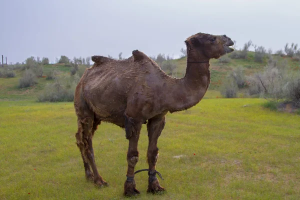 Срезанный верблюд в пустыне Кызыл Кум связанных передние лапы — стоковое фото