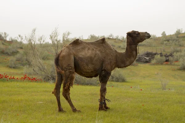 Cammello cesoiato nel deserto Kyzyl Kum relative zampe anteriori — Foto Stock