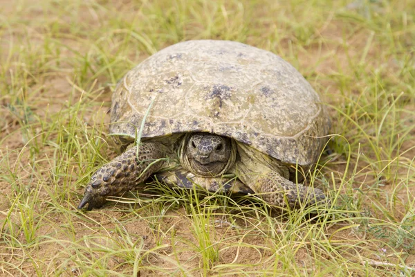 Schildkröte im Wüstensand des Kyzyl kum — Stockfoto