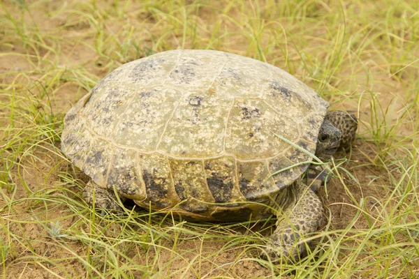 Schildkröte im Wüstensand des Kyzyl kum — Stockfoto