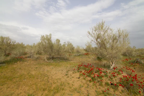 Kyzylkum desierto en la primavera y las amapolas en flor en las dunas de arena —  Fotos de Stock