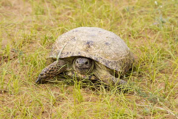 Schildkröte in der Kyzyl-kum-Wüste — Stockfoto