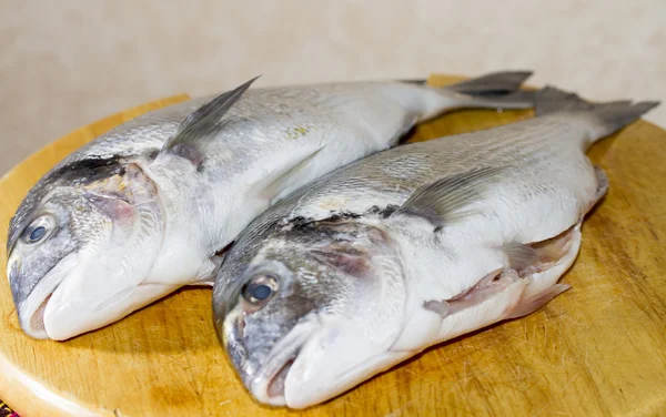 Zwei ausgerottete Fischdorados — Stockfoto