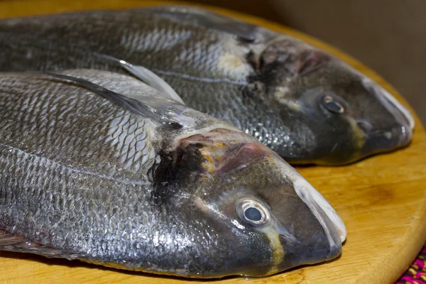 Deux poissons éviscérés dorado — Photo